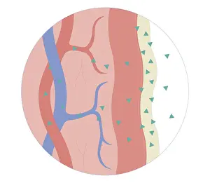 Nose Prints: Cross section biomedical illustration of nasal / sublingual / buccal route with drugs absorbed through thin mucus