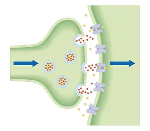 Cross section biomedical illustration of neurotransmitters crossing the synapse between neuron and target cell