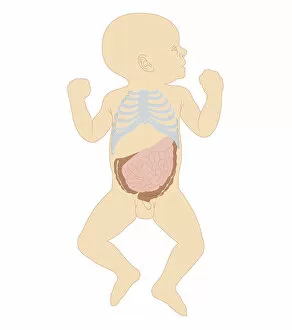 Images Dated 24th October 2011: Cross section biomedical illustration of newborn baby boy showing rib cage and intestines