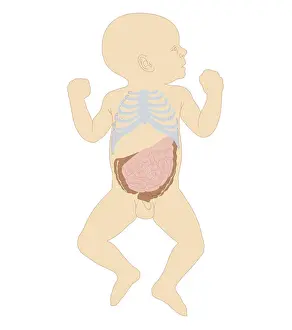 Stomach Prints: Cross section biomedical illustration of newborn baby boy showing rib cage and intestines