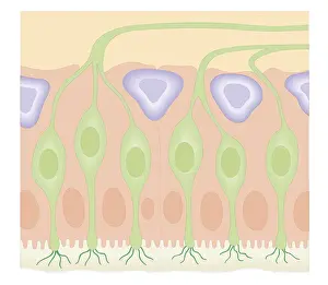 Nasal Cavity Prints: Cross section biomedical illustration of olfactory receptors in nasal cavity