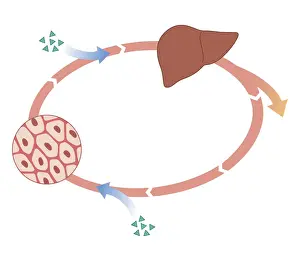 Inset Prints: Cross section biomedical illustration of how oral and non-oral drugs circulate in the body