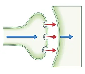 Solution Prints: Cross section biomedical illustration of pain signal is transmitted from one brain cell to the next before opioid drug