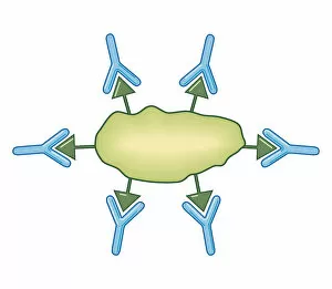 Images Dated 21st October 2011: Cross section biomedical illustration of passive immunisation with antibodies immediately