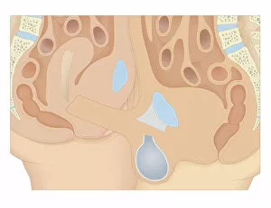 Images Dated 24th October 2011: Cross section biomedical illustration of penis inside vagina during sexual intercourse