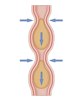 Swallowing Prints: Cross section biomedical illustration of peristaltic wave