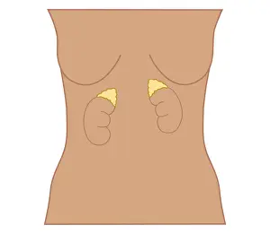 Breast Prints: Cross section biomedical illustration of position of adrenal glands in woman