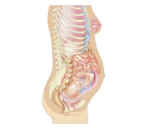 Breast Prints: Cross section biomedical illustration of position of foetus at 24 weeks