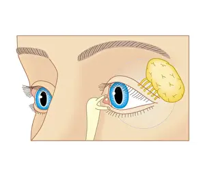 Human Eye Prints: Cross section biomedical illustration of position of lacrimal duct and lacrimal gland