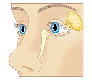 Human Eye Prints: Cross section biomedical illustration of position of lacrimal duct and lacrimal gland