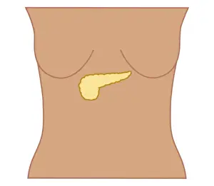 Breast Prints: Cross section biomedical illustration of position of pancreas in woman
