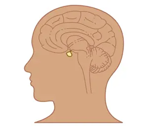 Cross section biomedical illustration of position of pituitary gland in brain