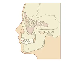 Respiratory System Prints: Cross section biomedical illustration of position of sinuses, profile
