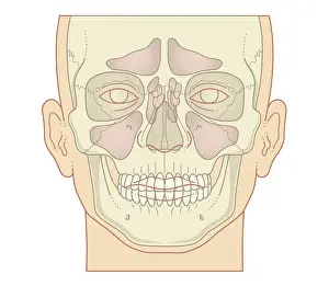 Respiratory System Prints: Cross section biomedical illustration of position of sinuses, front view