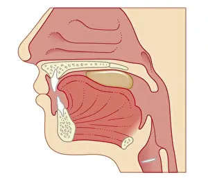 Trachea Prints: Cross section biomedical illustration of position of soft palate and epiglottis during swallowing