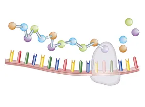Identity Gallery: Cross section biomedical illustration of protein synthesis and ribosome