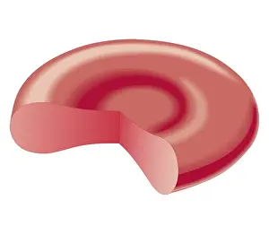 Cross section biomedical illustration of red blood cell