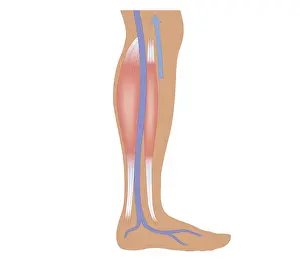 Cross section biomedical illustration of relaxed calf muscle and femoral artery in human leg