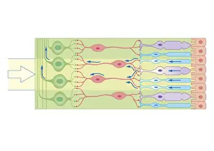 Cone Prints: Cross section biomedical illustration of how the retina responds to light using nerve cells