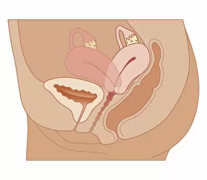 Images Dated 21st October 2011: Cross section biomedical illustration of retroverted uterus