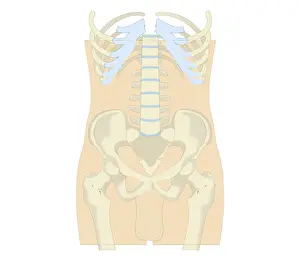 Pelvis Prints: Cross section biomedical illustration of rib cage