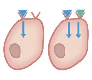 Human Cell Prints: Cross section biomedical illustration of showing how agonist drugs act on receptors - before and after