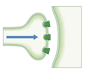 Recovery Prints: Cross section biomedical illustration of showing how opioid painkillers work by blocking transmission of pain signals