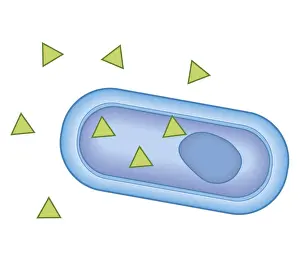 Bacterium Prints: Cross section biomedical illustration of showing how penicillin enters the bacterium