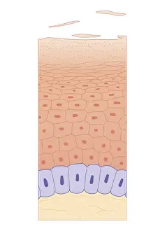 Skin Prints: Cross section biomedical illustration of skin growth showing four layers of epidermis