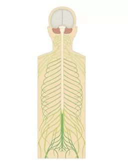 Images Dated 24th October 2011: Cross section biomedical illustration of spinal nerves