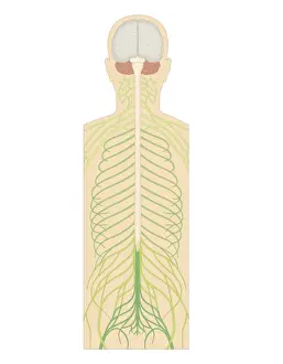 Human Spine Prints: Cross section biomedical illustration of spinal nerves