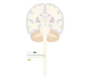 Human Spine Prints: Cross section biomedical illustration of spinal reflex pathway of human brain