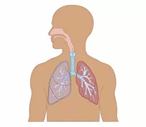 Images Dated 21st October 2011: Cross section biomedical illustration of structure of human respiratory system in adult male