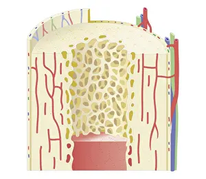 Human Tissue Prints: Cross section biomedical illustration of structure of human bone