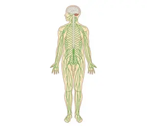 Cross section biomedical illustration of structure of the nervous system in adult male