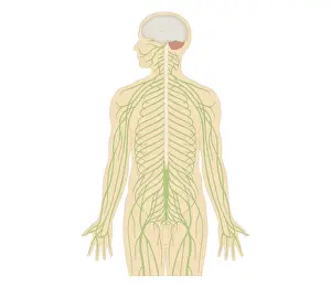 Human Spine Prints: Cross section biomedical illustration of structure of the nervous system in adult male
