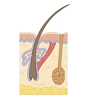 Skin Prints: Cross section biomedical illustration of structure of skin