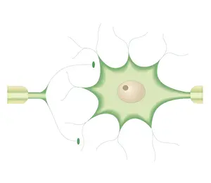 Nerve Cell Prints: Cross section biomedical illustration of synapses between nerve cells