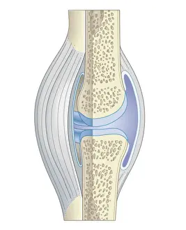 Cross section biomedical illustration of synovial joint