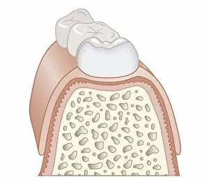 Images Dated 24th October 2011: Cross section biomedical illustration of teeth, dentin, and bone, close-up