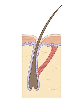 Skin Prints: Cross section biomedical illustration of telogen (resting) phase of hair follicle