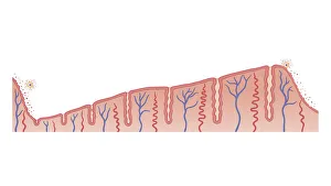 Thick Gallery: Cross section biomedical illustration of thickening of endometrium during menstrual cycle