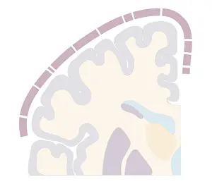 Cross section biomedical illustration of touch map of human brain