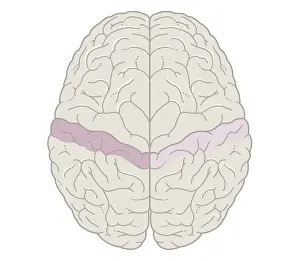 Brain Prints: Cross section biomedical illustration of touch map of human brain