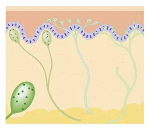 Cross section biomedical illustration of touch receptors in human skin