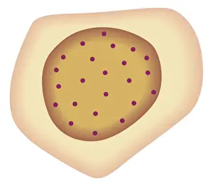 Dividing Prints: Cross section biomedical illustration of tumour-forming cancer cell