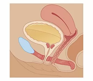Images Dated 21st October 2011: Cross section biomedical illustration of urination control, full bladder