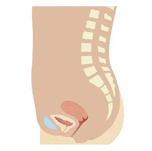 Uterus Prints: Cross section biomedical illustration of uterus, bladder and pubic bone in adult female
