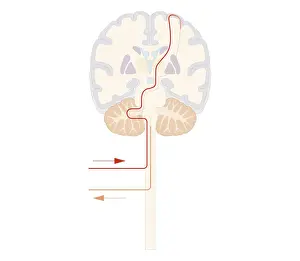 Human Spine Prints: Cross section biomedical illustration of voluntary pathway of human brain