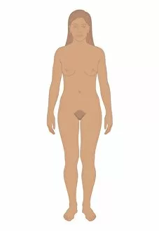 Images Dated 24th October 2011: Cross section biomedical illustration of young woman after puberty